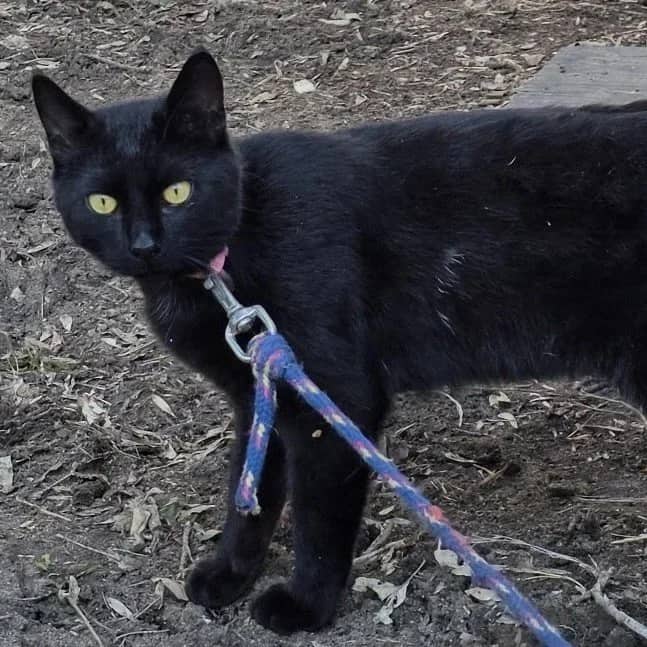 Coco - Domestic Short Hair available for adoption