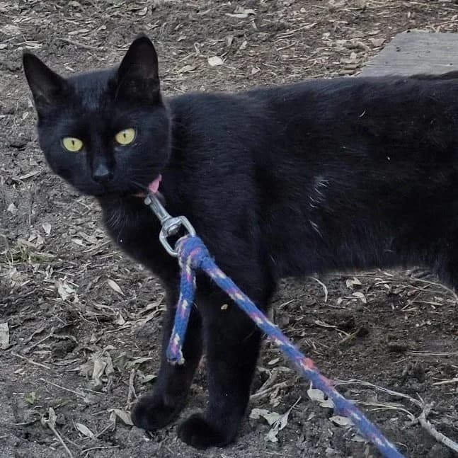 Coco - Domestic Short Hair cat available for adoption at Regina Cat Rescue in Regina