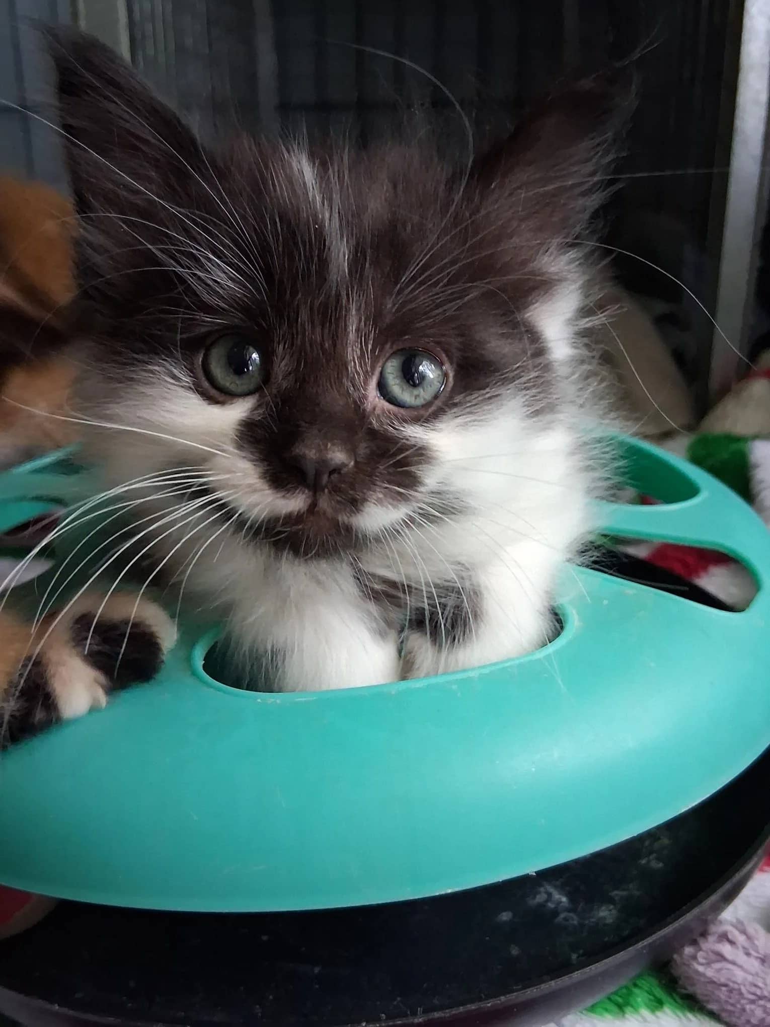 Eddie - Domestic Medium Hair cat available for adoption at Regina Cat Rescue in Regina