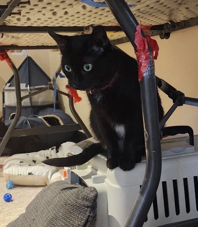 Skittles - Domestic Short Hair available for adoption