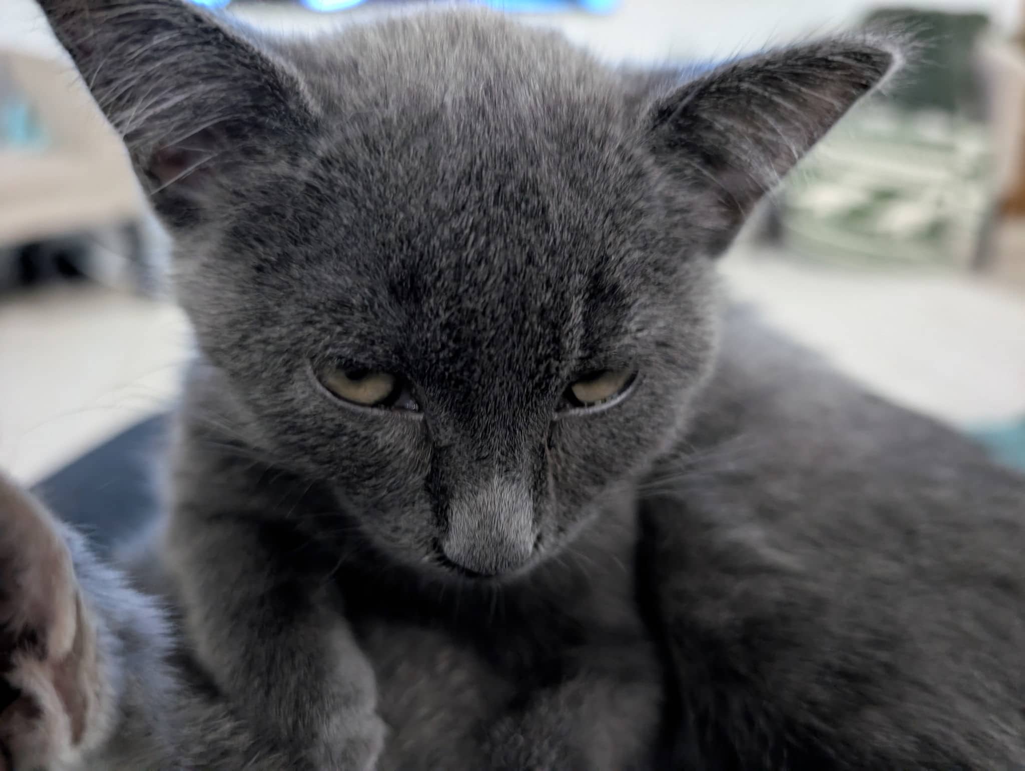 Mila - Domestic Short Hair cat available for adoption at Regina Cat Rescue in Regina
