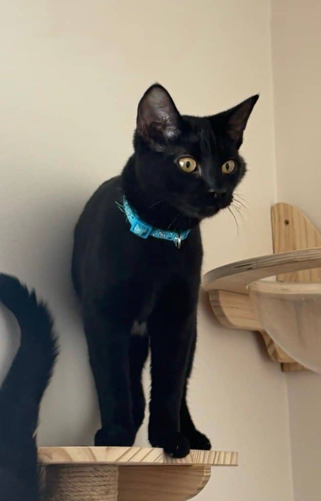 Nibs - Domestic Short Hair available for adoption