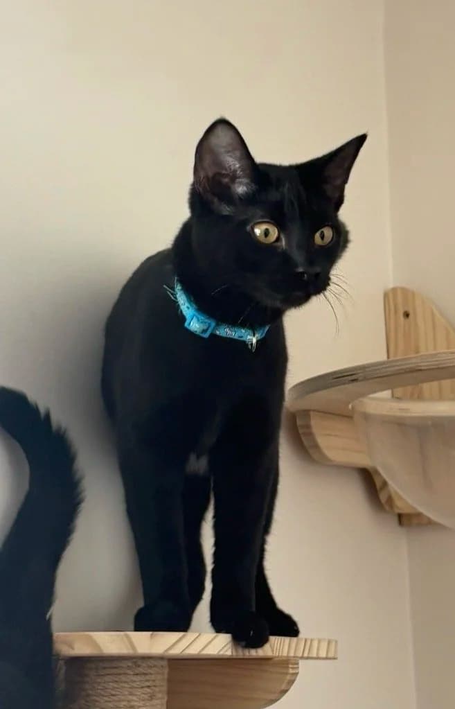 Nibs - Domestic Short Hair available for adoption