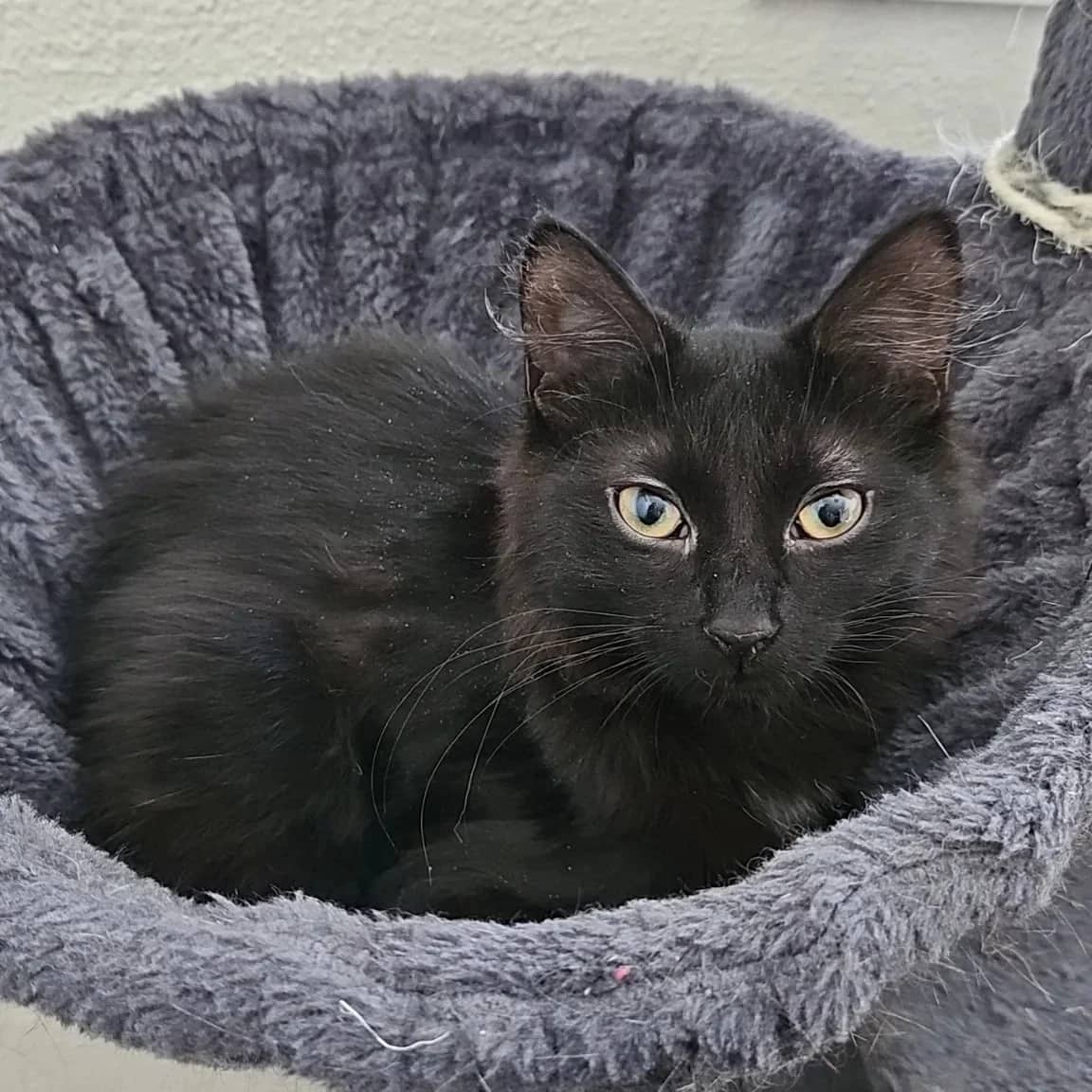 Mercy - Domestic Medium Hair available for adoption