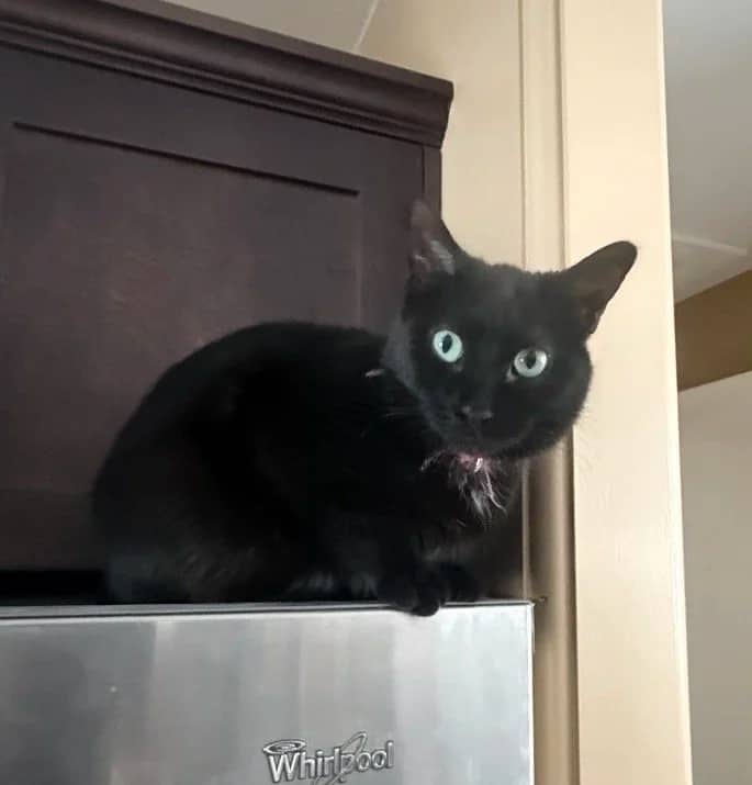 Freya - Domestic Short Hair available for adoption