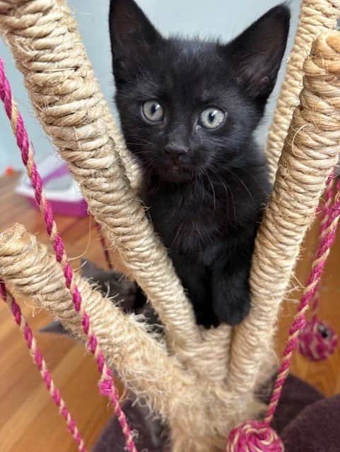 Kobe - Domestic Short Hair available for adoption
