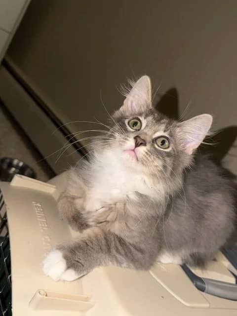 Raichu - Domestic Medium Hair cat available for adoption at Regina Cat Rescue in Regina
