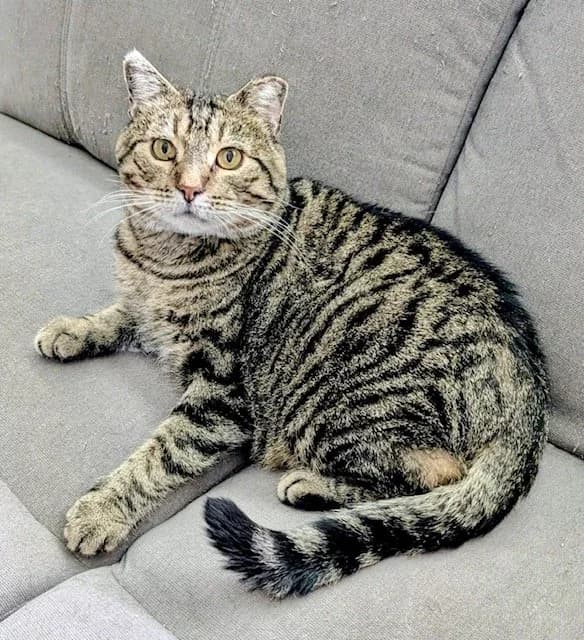 Big Mack - Domestic Short Hair cat available for adoption at Regina Cat Rescue in Regina