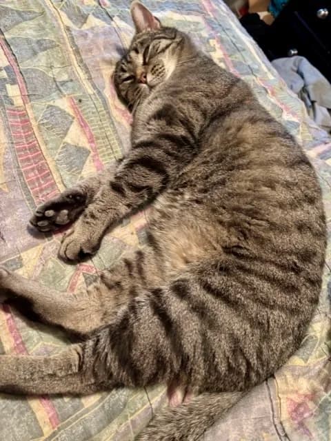 Nelson - Domestic Short Hair cat available for adoption at Regina Cat Rescue in Regina