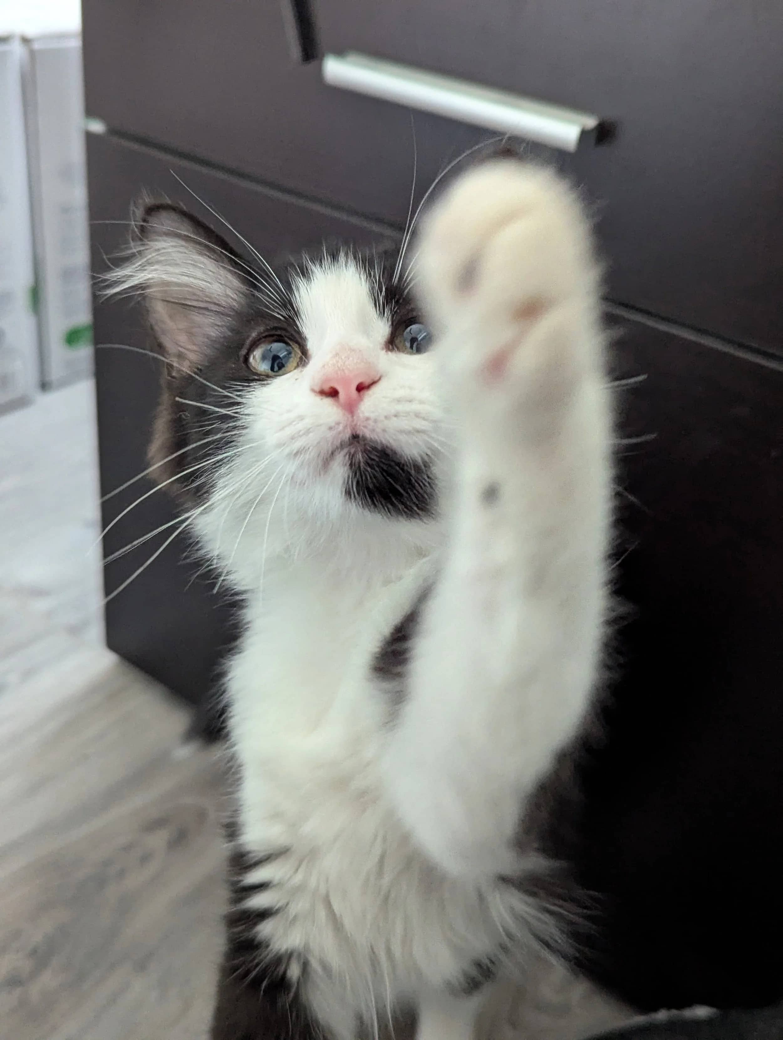 May - Domestic Medium Hair available for adoption