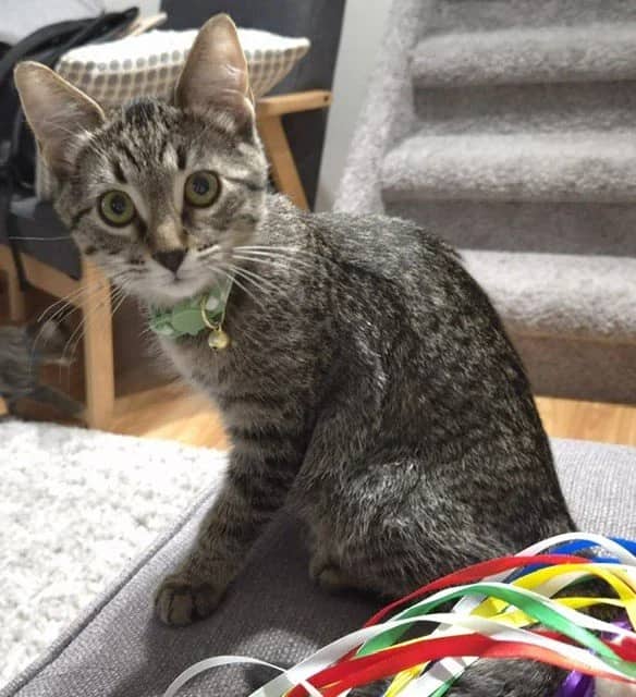 Lillie - Domestic Short Hair cat available for adoption at Regina Cat Rescue in Regina