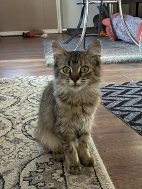 Calder - Domestic Medium Hair cat available for adoption at Regina Cat Rescue in Regina