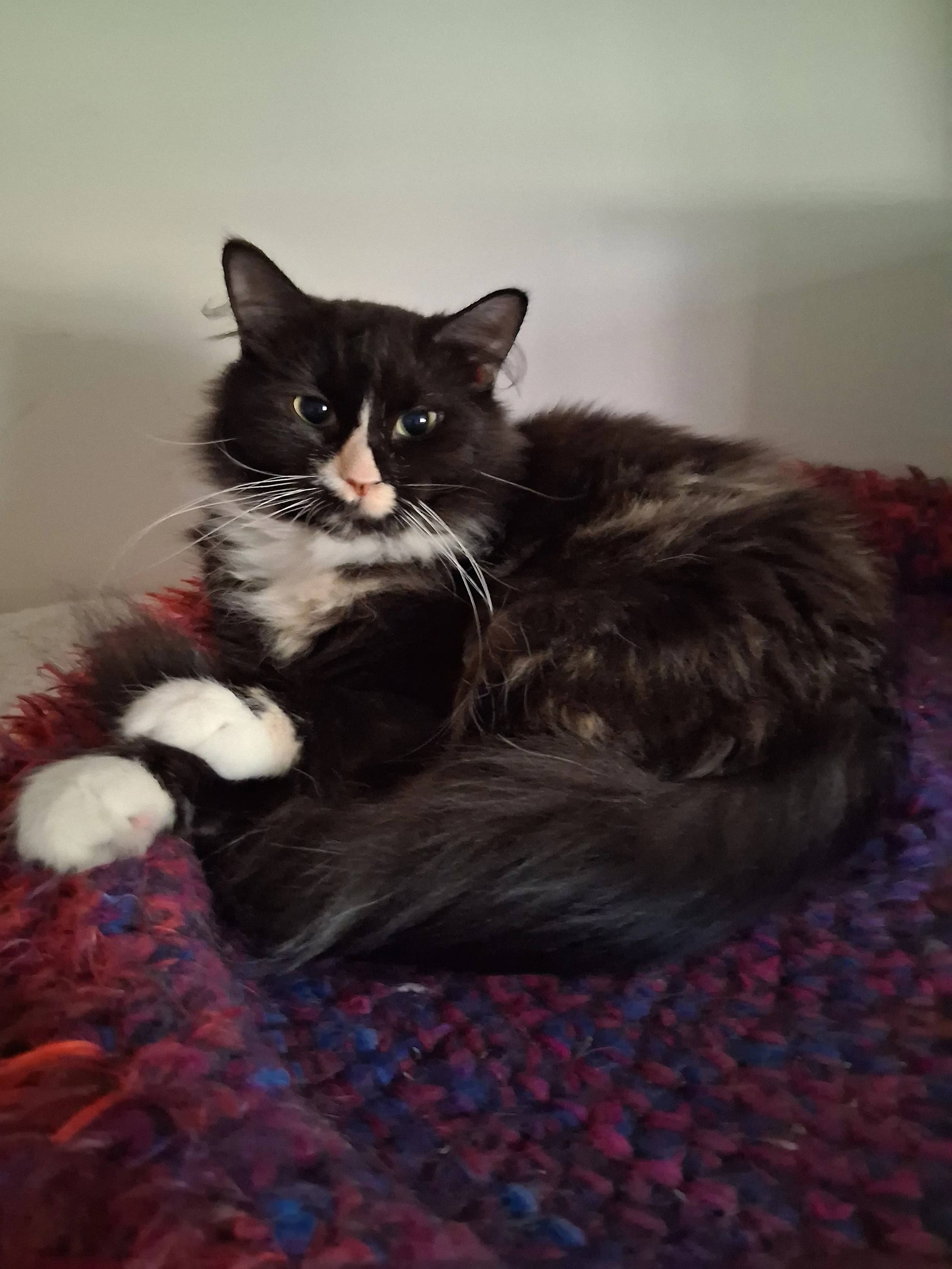 Marci - Domestic Medium Hair cat available for adoption at Regina Cat Rescue in Regina