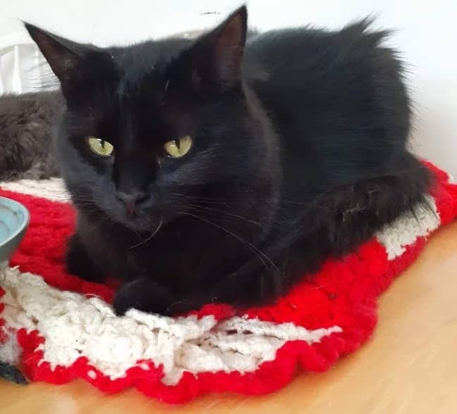 Theo - Domestic Medium Hair available for adoption