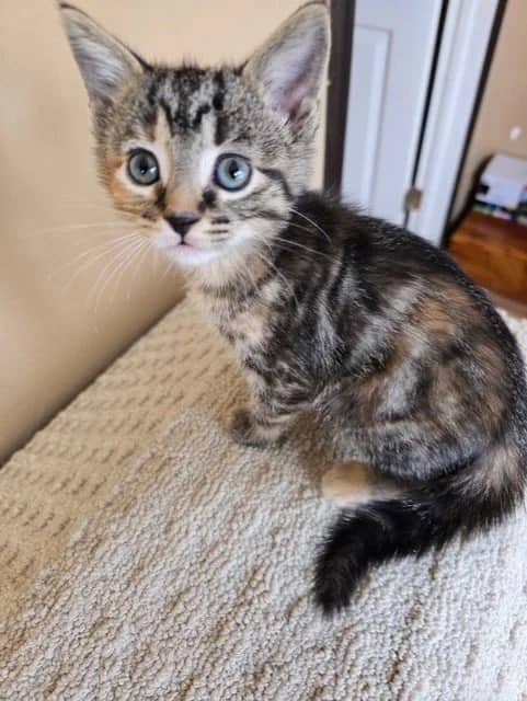 Mochi - Domestic Short Hair cat available for adoption at Regina Cat Rescue in Regina