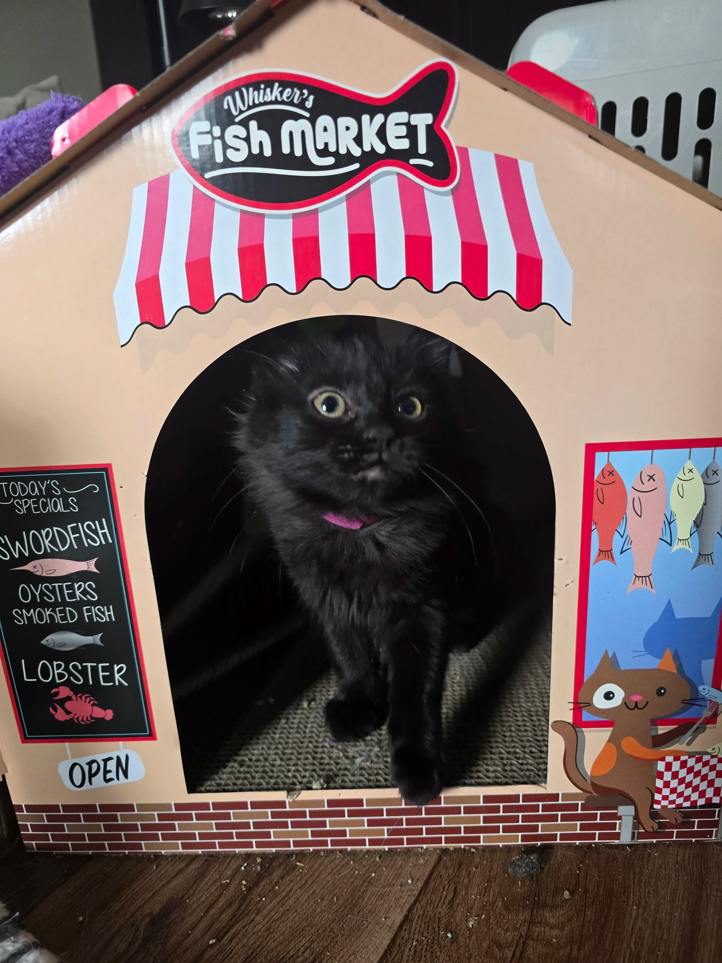 Toast - Domestic Short Hair cat available for adoption at Regina Cat Rescue in Regina