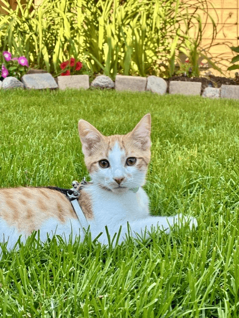 James - Domestic Short Hair available for adoption