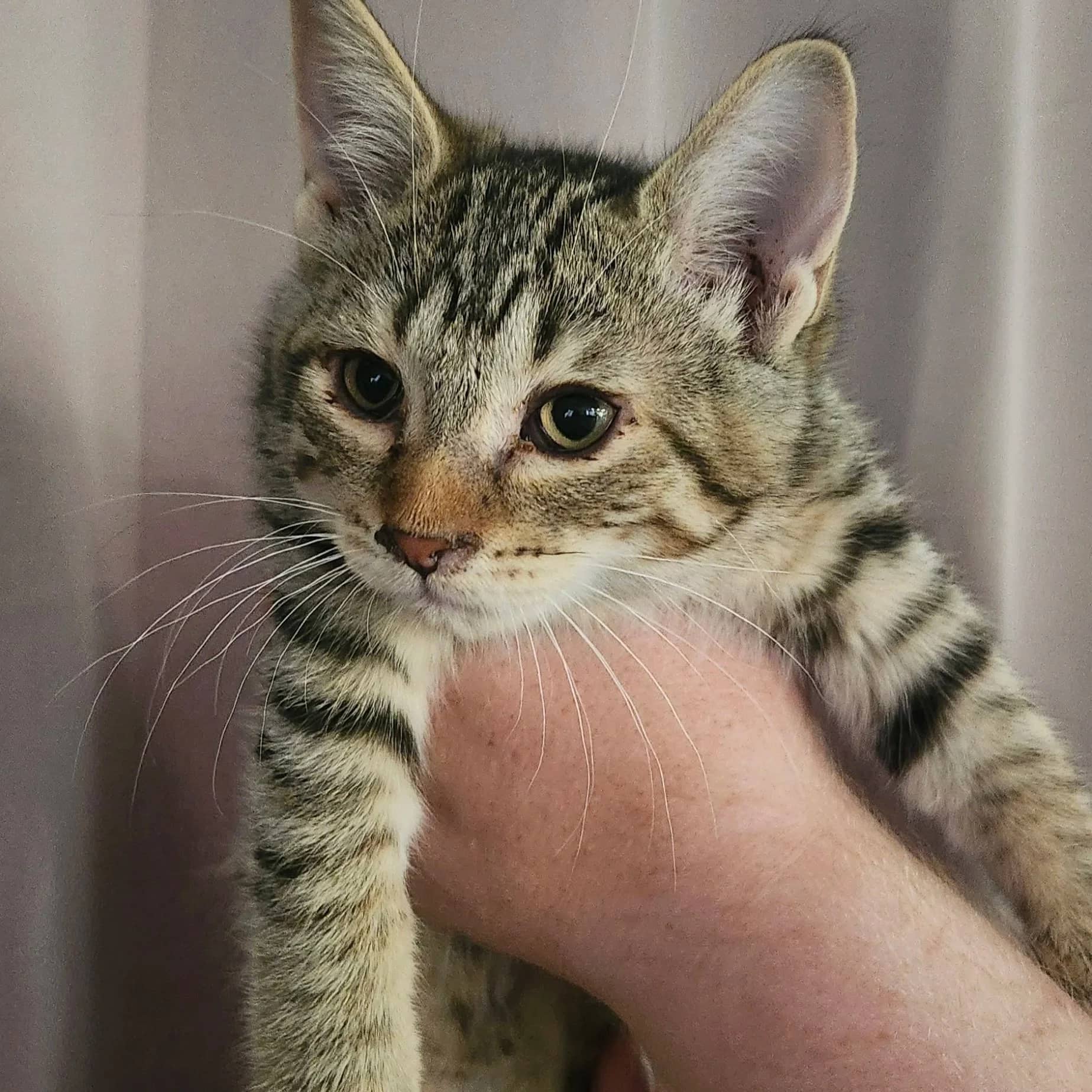 Twix - Domestic Short Hair cat available for adoption at Regina Cat Rescue in Regina