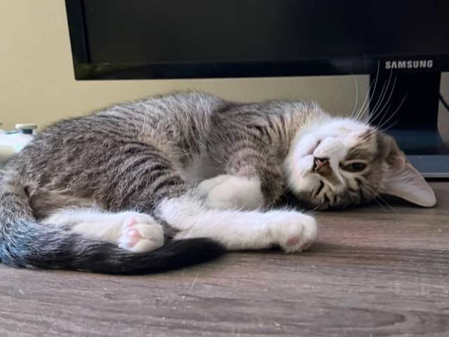 Eevee - Domestic Short Hair cat available for adoption at Regina Cat Rescue in Regina