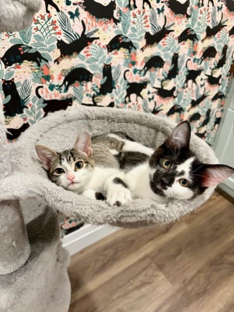 Rhubarb & Marigold - Domestic Short Hair cat available for adoption at Regina Cat Rescue in Regina
