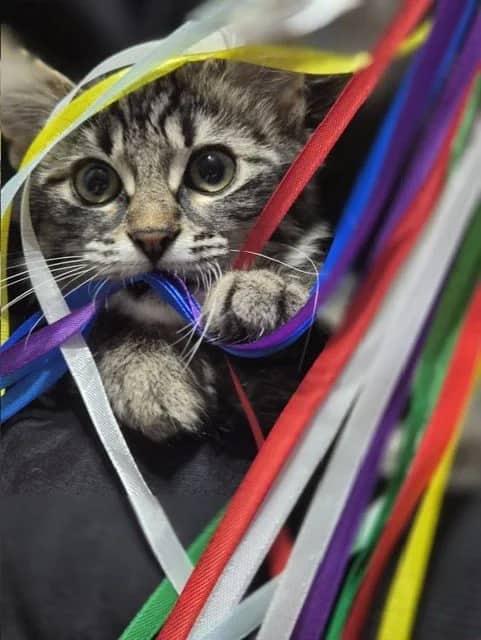 Dolly - Domestic Short Hair cat available for adoption at Regina Cat Rescue in Regina