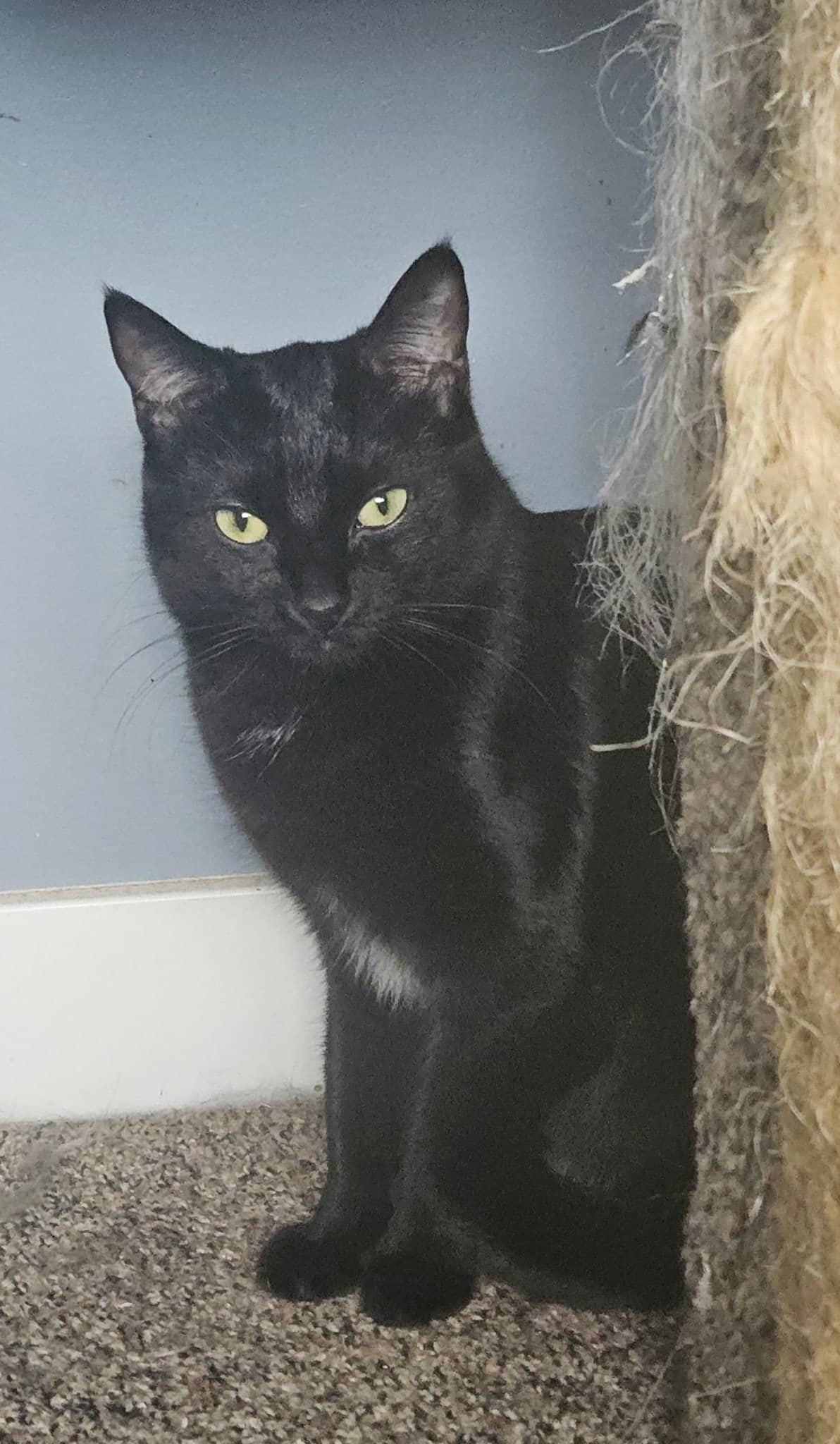 Ruthie - Domestic Short Hair available for adoption
