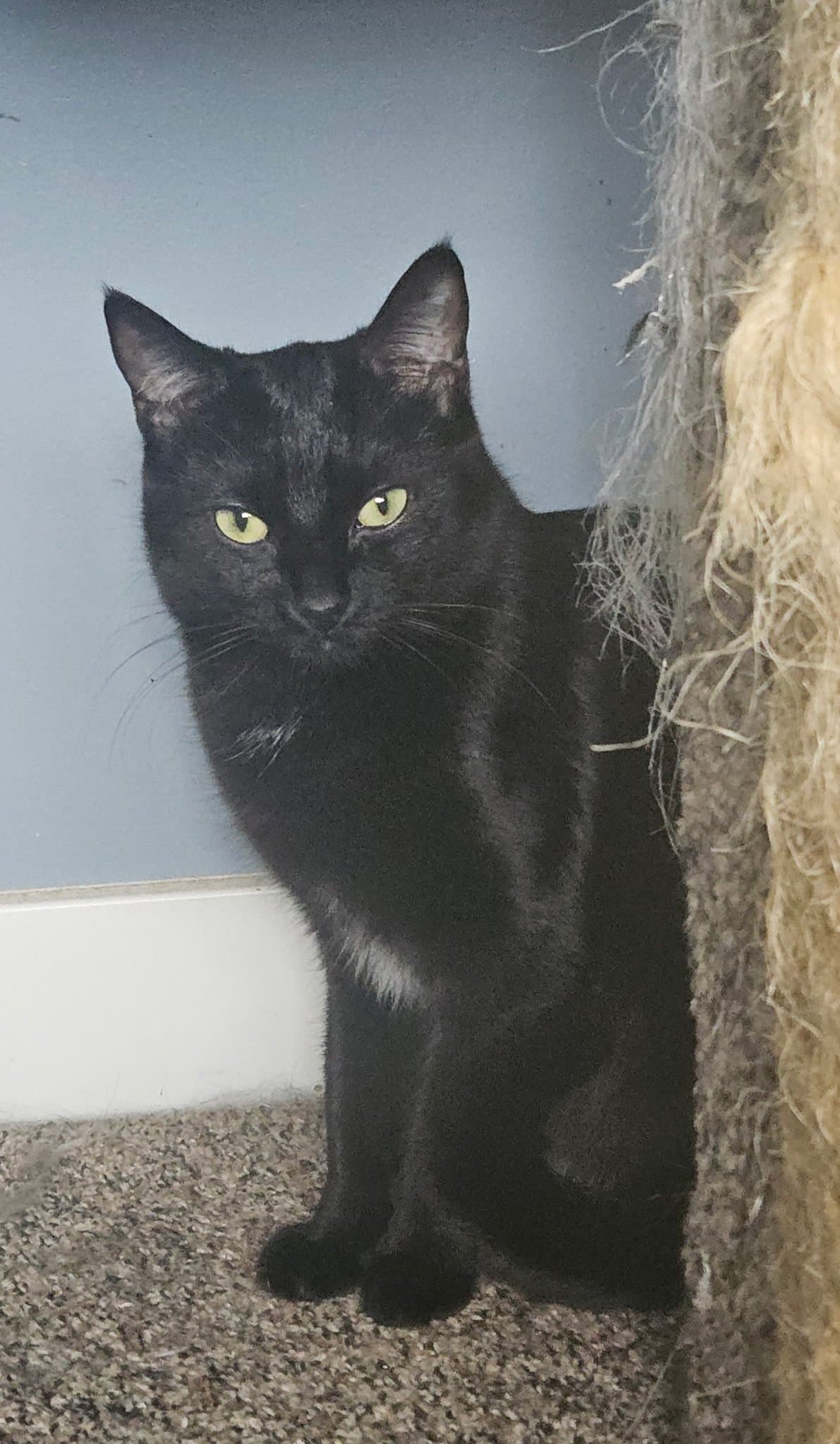 Ruthie - Domestic Short Hair available for adoption