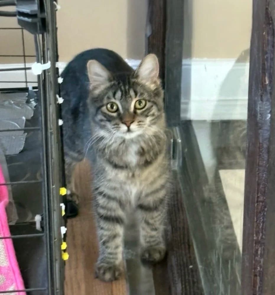 Ophelia - Domestic Medium Hair available for adoption