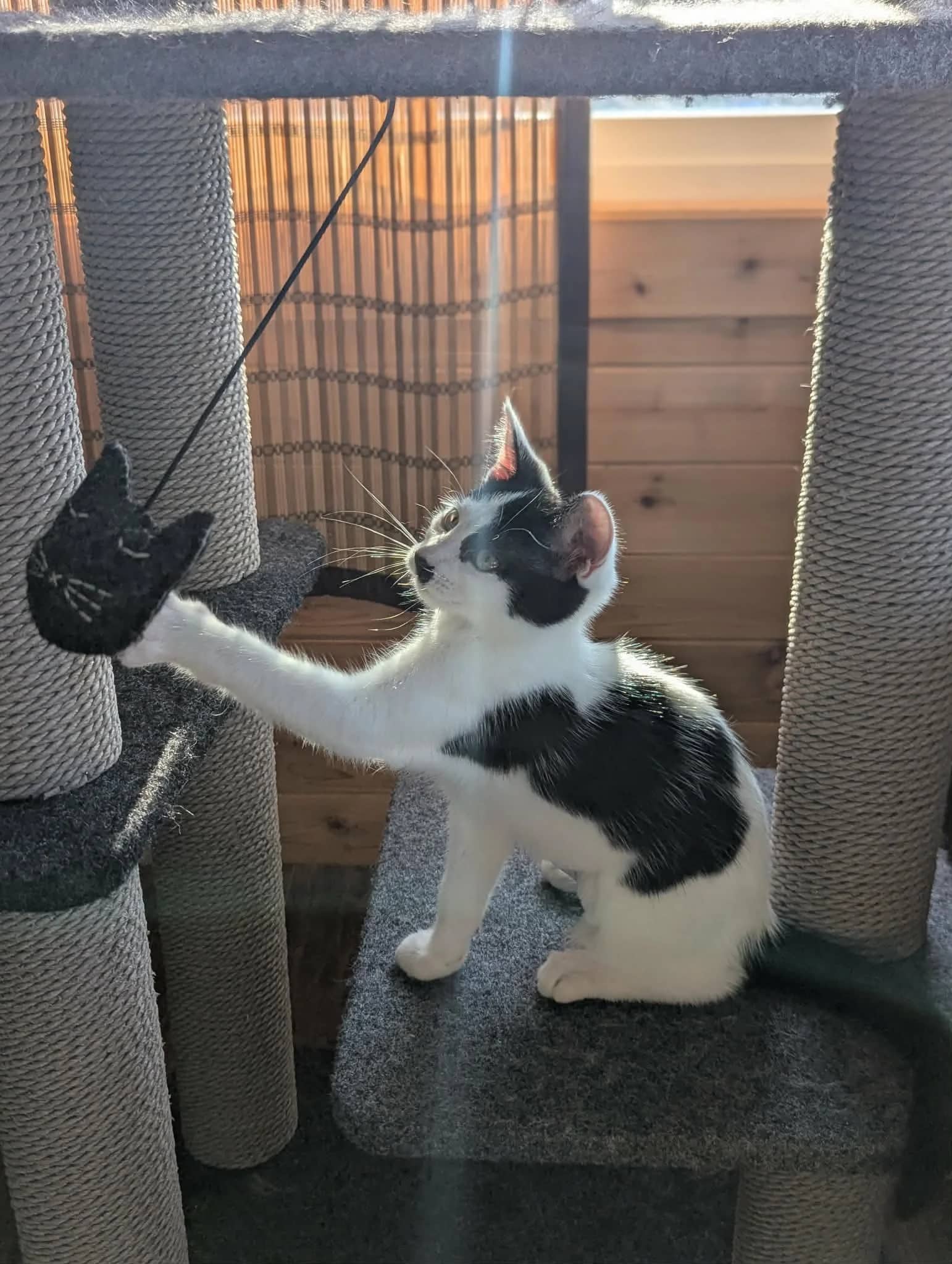 Moomoo - Domestic Short Hair available for adoption