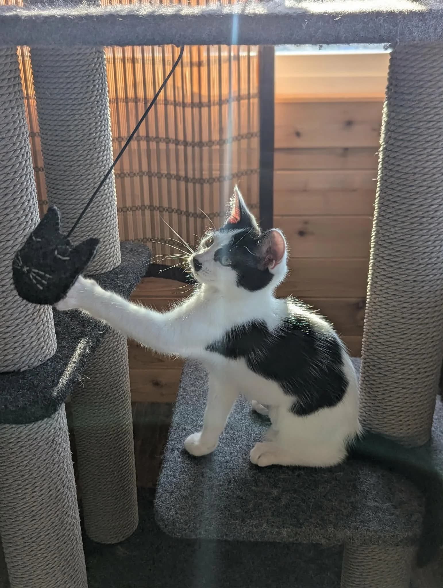 Moomoo - Domestic Short Hair available for adoption