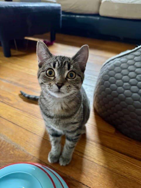 Brisbane - Domestic Short Hair available for adoption