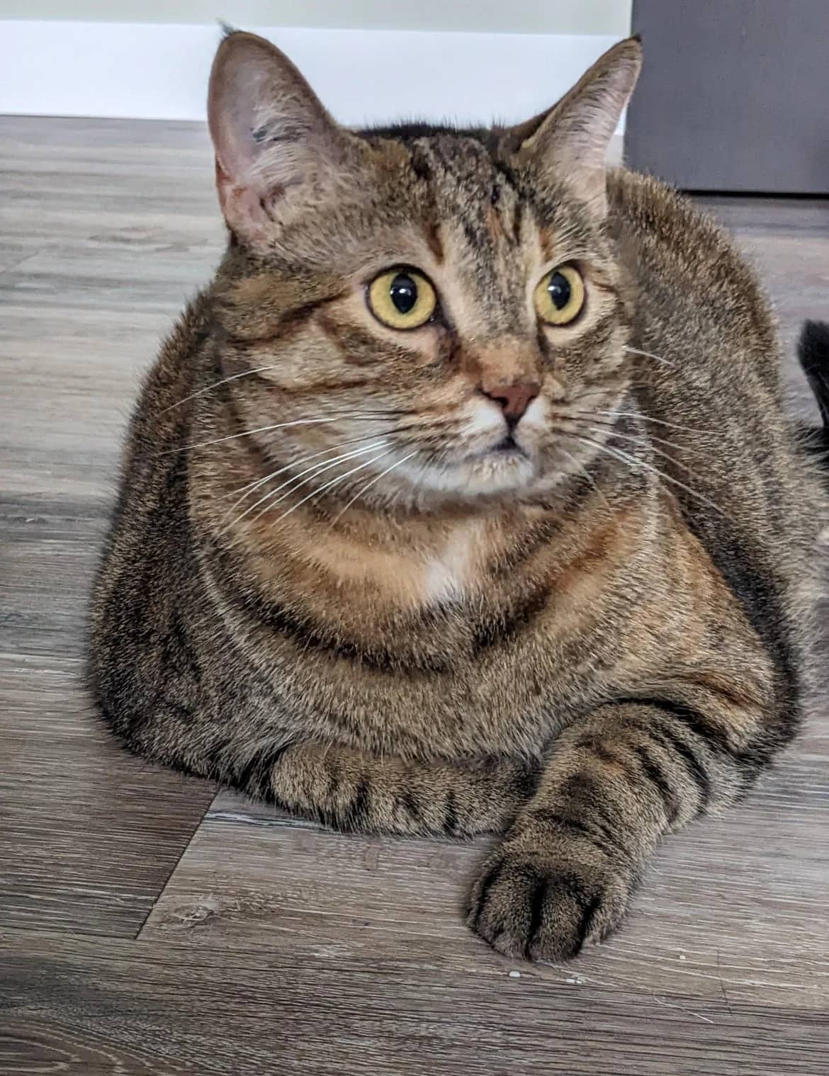 Annie - Domestic Short Hair available for adoption