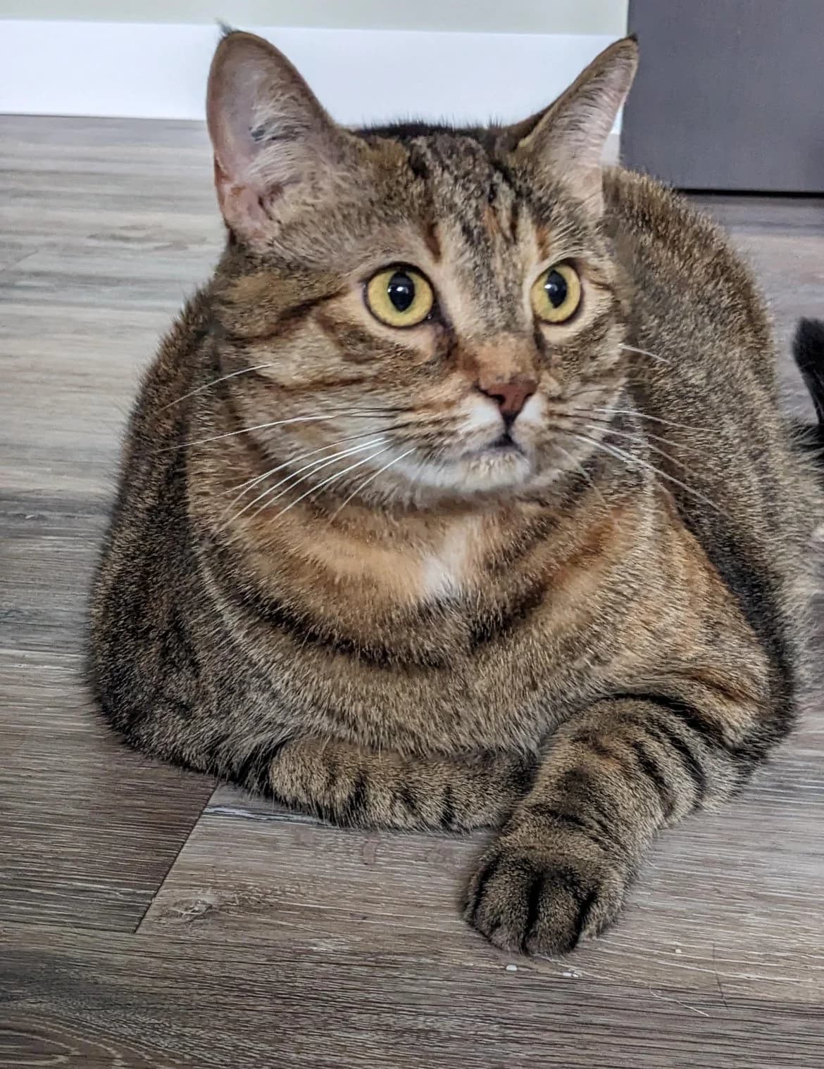 Annie - Domestic Short Hair cat available for adoption at Regina Cat Rescue in Regina