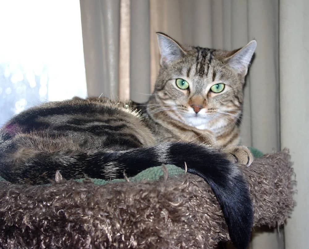 Lincoln - Domestic Short Hair available for adoption