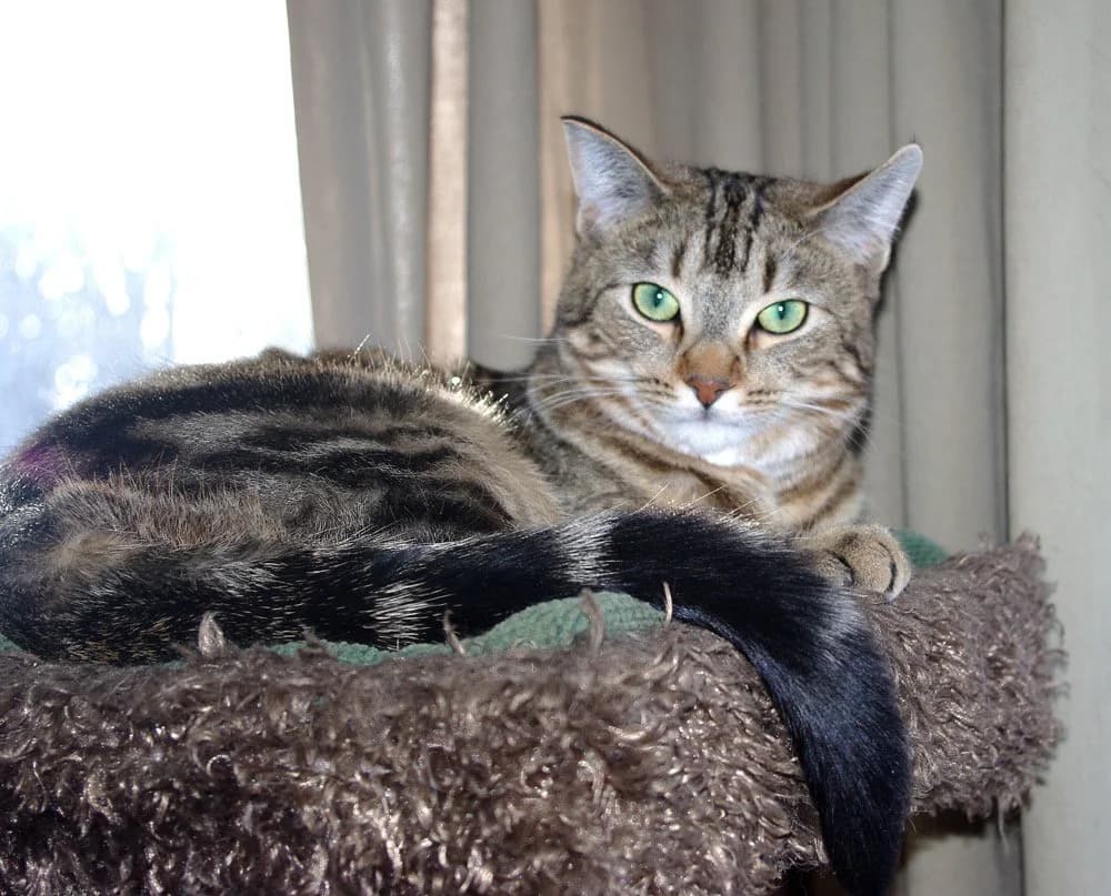 Lincoln - Domestic Short Hair cat available for adoption at Regina Cat Rescue in Regina