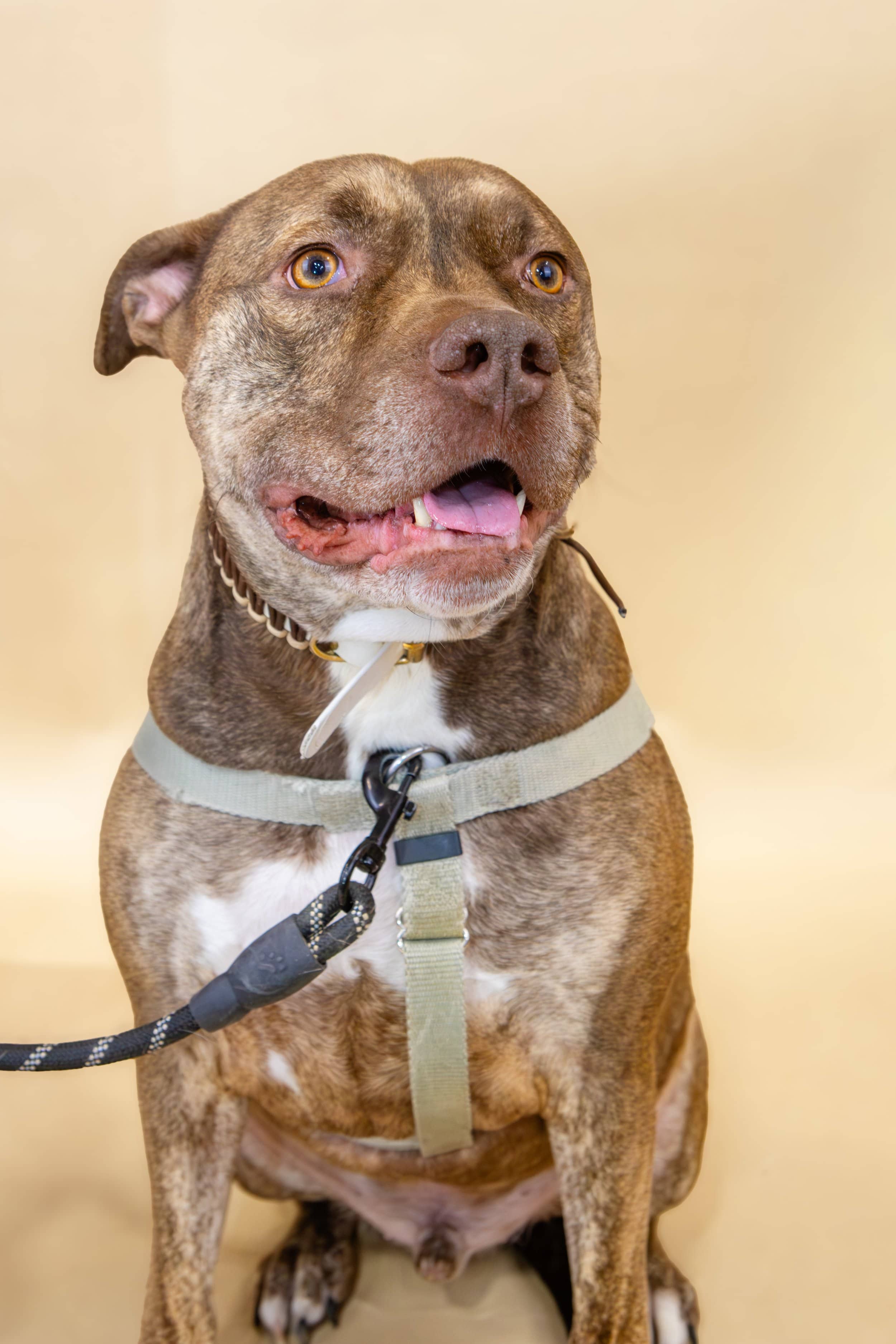 Gatsby - Pitbull available for adoption in Calgary