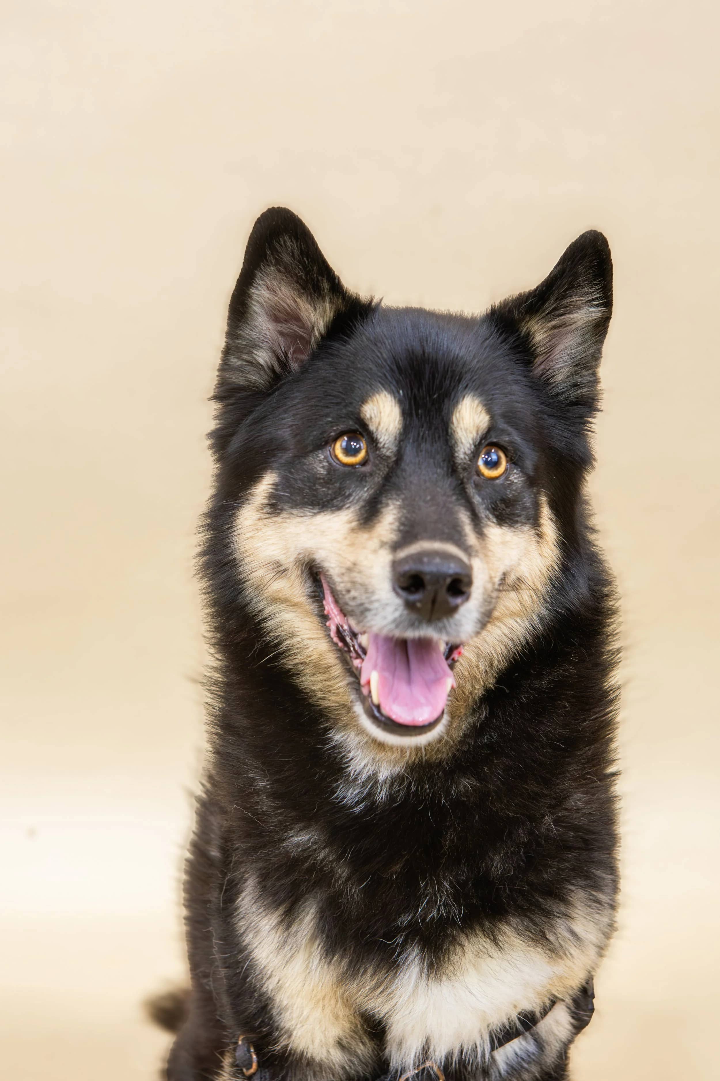 Cooper - Pomsky available for adoption in Quebec