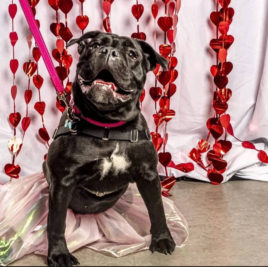 Boo - English bulldog x available for adoption in Calgary