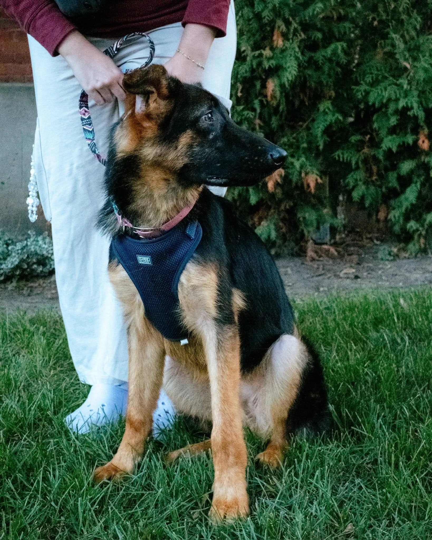Ruby - German Shepherd Mix available for adoption in Quebec