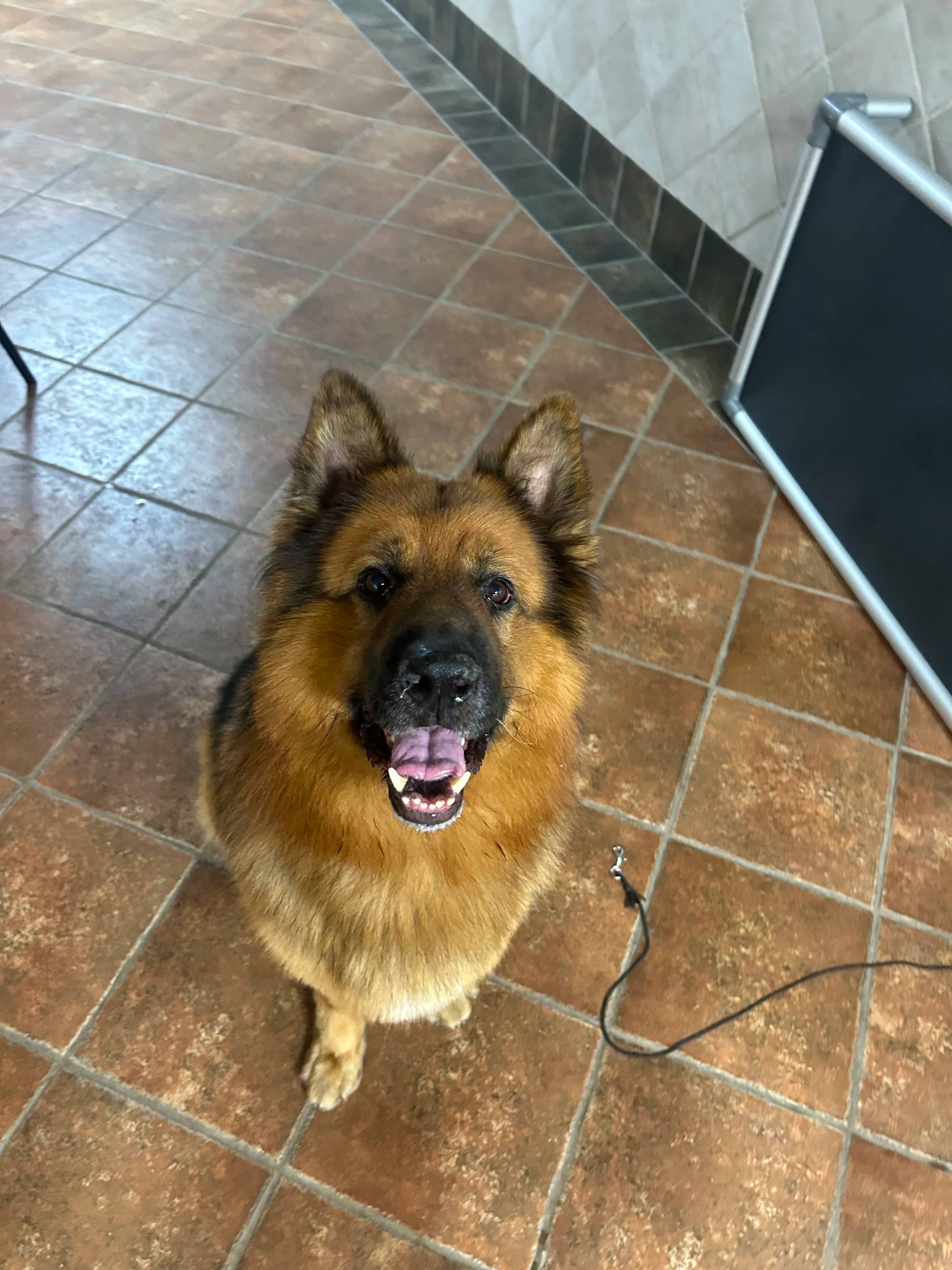 Bruce - Mixed Breed available for adoption in Calgary