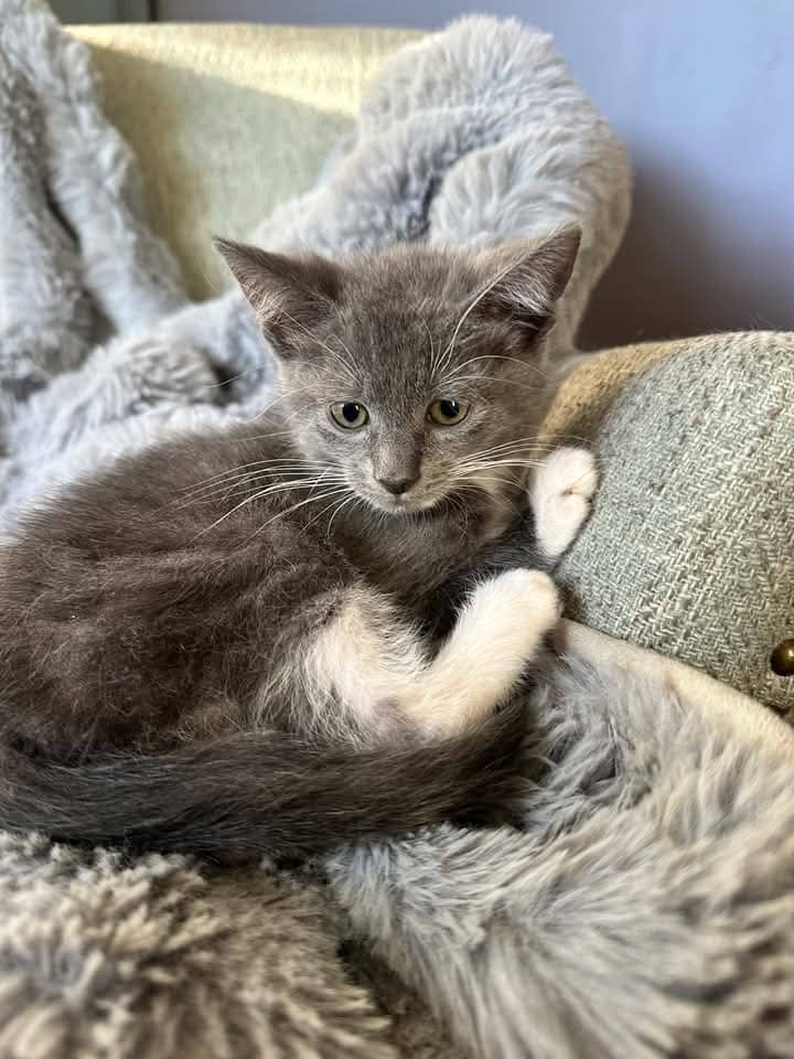 Krispy - Domestic Shorthair cat available for adoption at Grateful Friends Animal Rescue in Winnipeg
