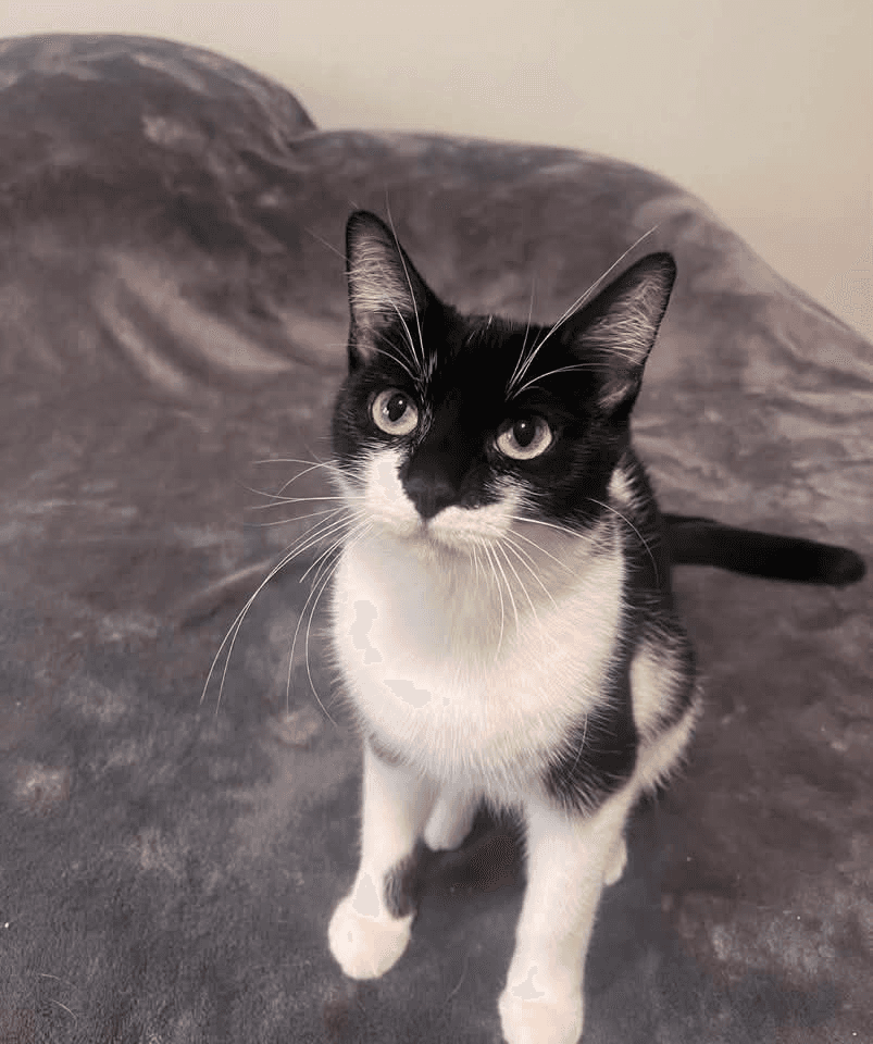 Strawberry - Domestic Shorthair cat available for adoption at Grateful Friends Animal Rescue in Winnipeg