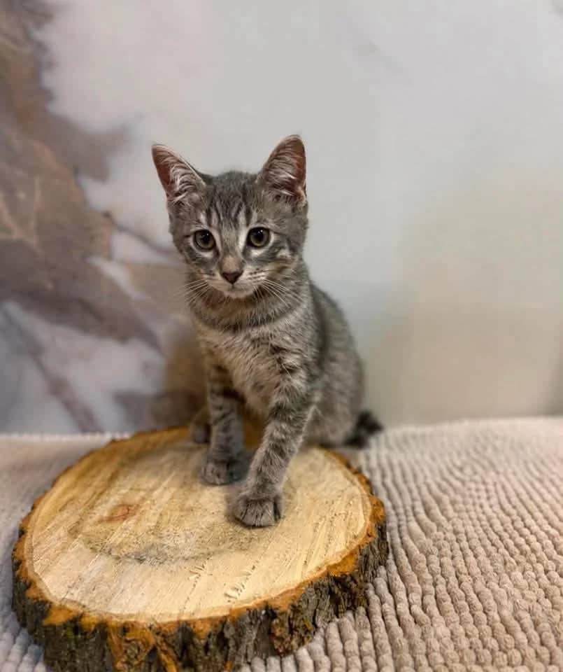 Slate - Domestic Shorthair cat available for adoption at Grateful Friends Animal Rescue in Winnipeg
