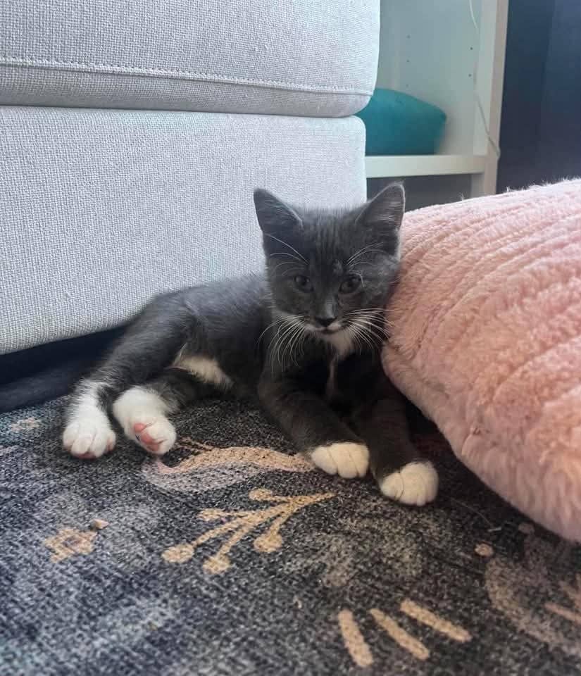 Lightning - Domestic Shorthair cat available for adoption at Grateful Friends Animal Rescue in Winnipeg