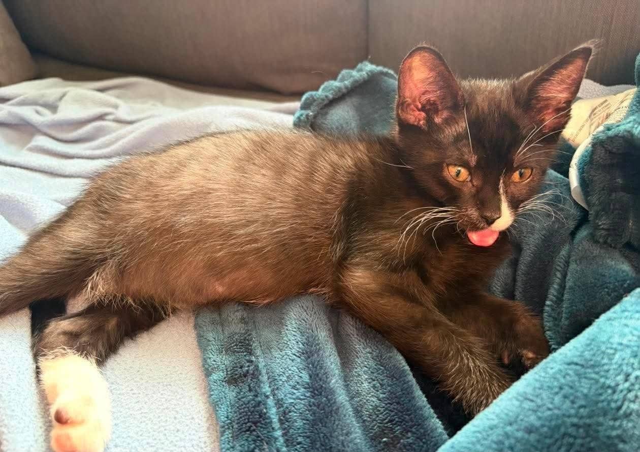 Spaghetti - Domestic Shorthair available for adoption