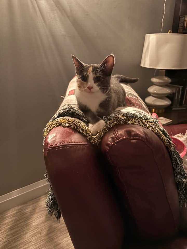 Nova - Domestic Shorthair cat available for adoption at Grateful Friends Animal Rescue in Winnipeg