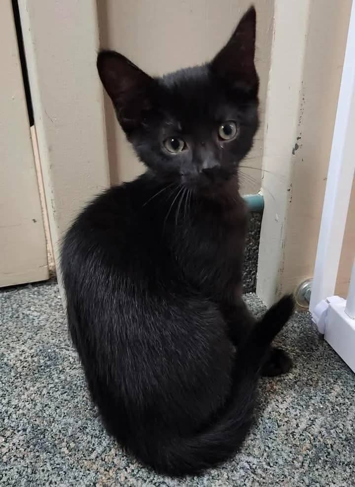Audit - Domestic Shorthair cat available for adoption at Grateful Friends Animal Rescue in Winnipeg