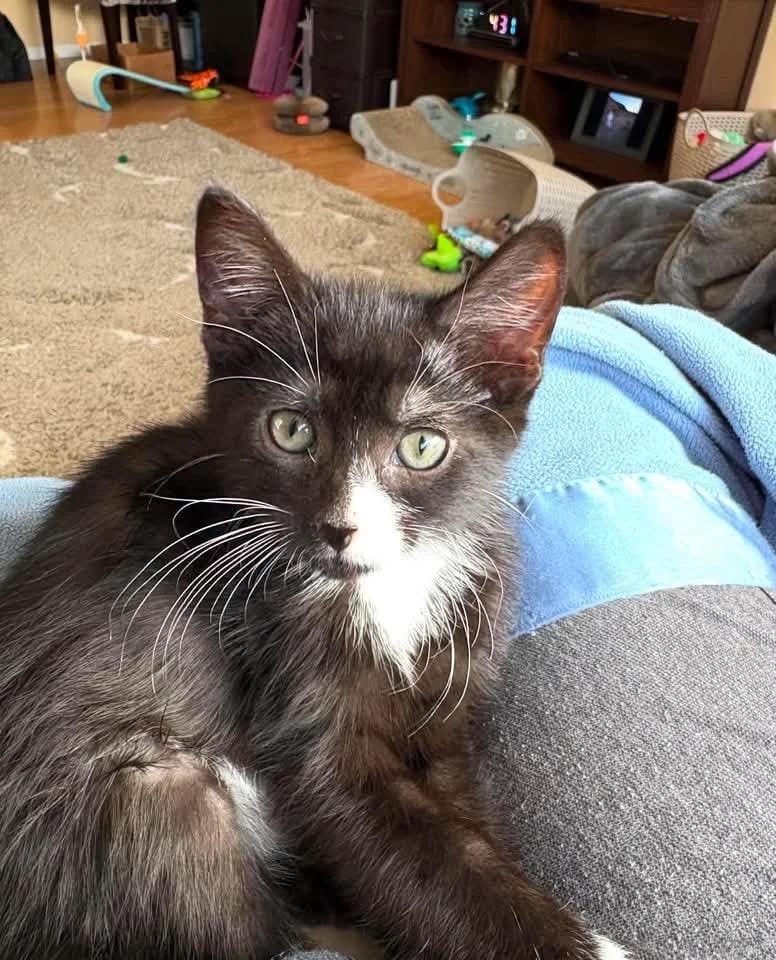 Linguini - Domestic Shorthair available for adoption