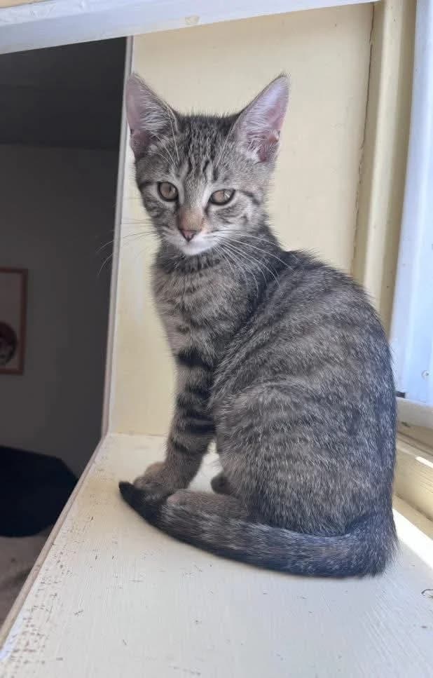 Kehlani - Domestic Shorthair available for adoption