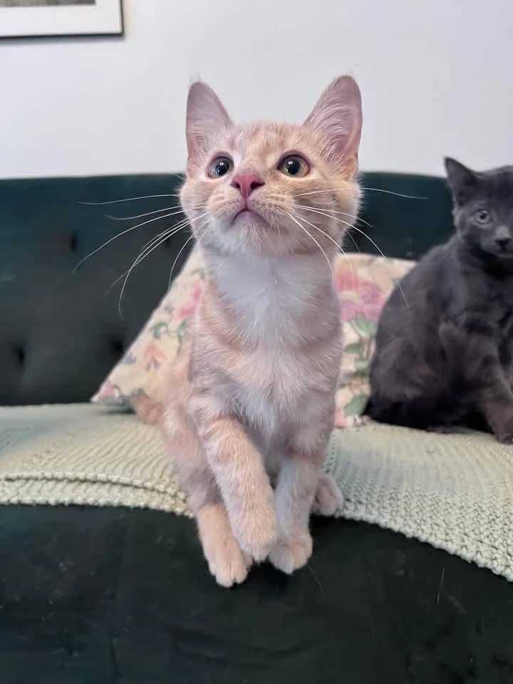 Dareth - Domestic Shorthair cat available for adoption at Grateful Friends Animal Rescue in Winnipeg